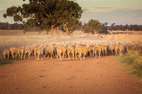 Sheep near biddon.jpg